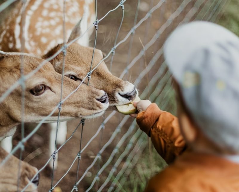 Ontdek de wonderen van Der Grüne Zoo