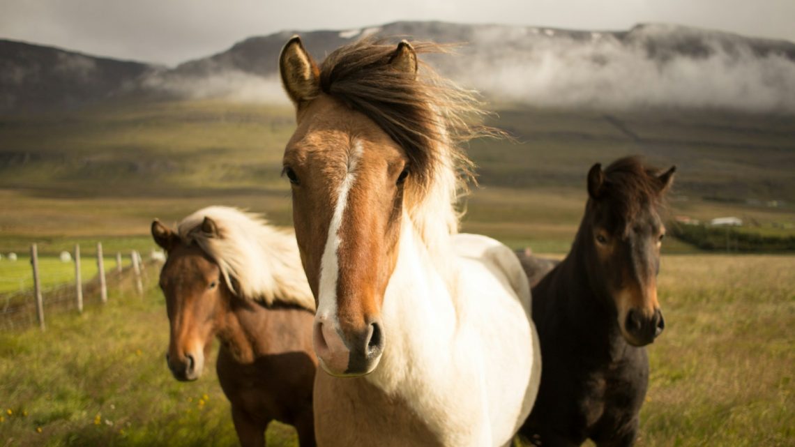 Ponykampen: een onvergetelijke ervaring voor jonge paardenliefhebbers